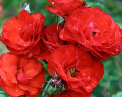 Спрей-роза «Файер Кинг» 