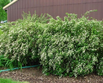 Пузыреплодник "Нанус" (NANUS)