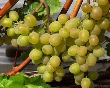 Виноград "Кристалл"