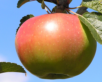 Яблоня "Вербное"