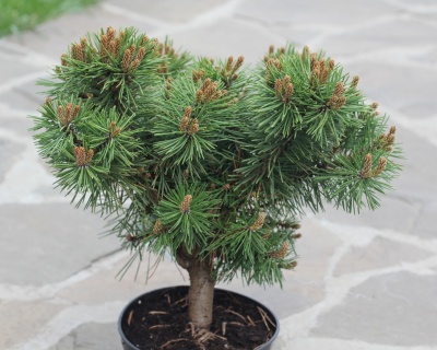 Сосна горная "Парадекиссен" (штамбовая форма)
