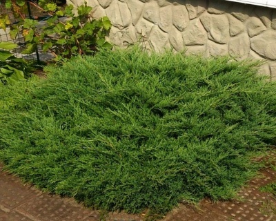 Можжевельник горизонтальный "Андорра Компакт"