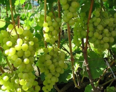 Виноград "Краса Севера (Ольга)"