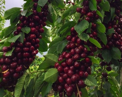 Черешня "Кордия"