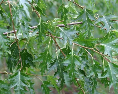 Береза бородавчатая "Криспа"