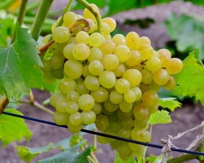 Виноград "КишМиш 342"