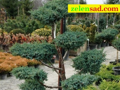 Бонсай из можжевельника "Мейери"
