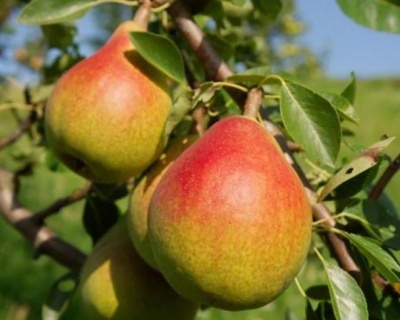 Груша "Дюшес (Вильямс летний)"