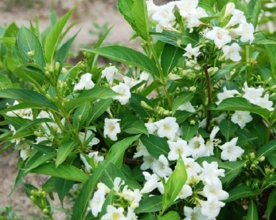 Вейгела гибридная "Candida"