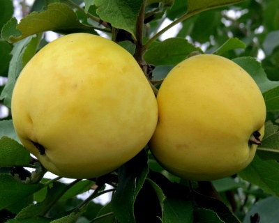 Яблоня колоновидная "Медок"