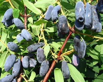 Жимолость "Длинноплодная"