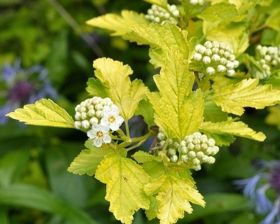 Пузыреплодник "Наггет" (Nugget)