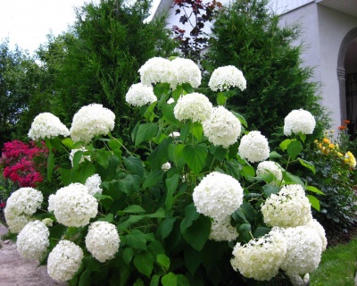 Гортензия древовидная"Анабель" (Annabelle)