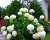 Гортензия древовидная"Анабель" (Annabelle)