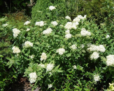 Спирея японская "Альбифлора"