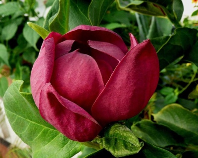 Магнолия "Дженни"