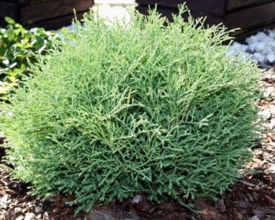 Туя западная "Мистер Боулинг Болл"