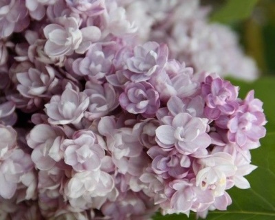 Сирень "Монтень"