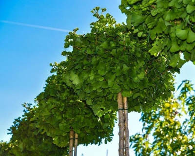 Гинкго Билоба "Марикен" (штамбовая форма)