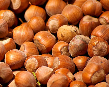 Фундук "Тамбовский ранний"