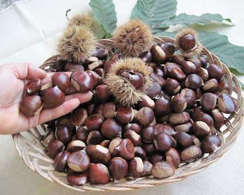 Каштан съедобный
