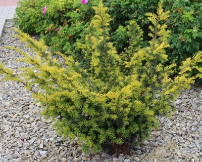 Тис ягодный "Саммерголд"