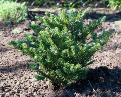 Пихта корейская "Бонсай Блю"
