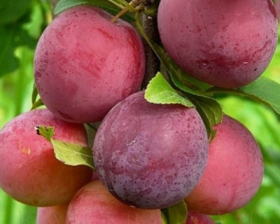 Слива персиковая "Найдена" (гибрид сливы и персика)