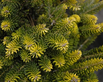 Пихта корейская "Ауреа"