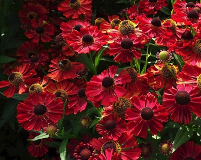 Гелениум "Дункль Прахт"