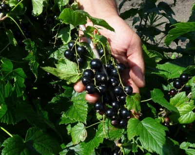 Смородина "Лентяй"