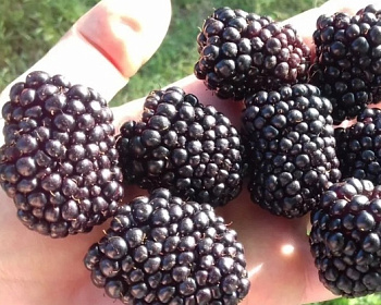 Ежевика "Черная Магия" ("Блек Меджик")