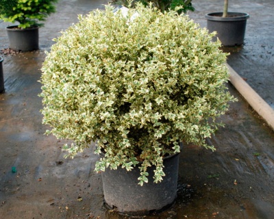 Самшит вечнозеленый «Ауреовариегата»