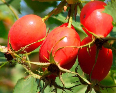 Шиповник "Ежик"