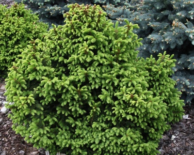 Ель обыкновенная "Олендорффи"