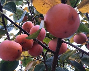 Хурма «Никитская Бордовая»