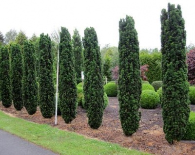 Тис ягодный "Фастигиата Робуста"