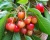Черешня колоновидная "Сэм"