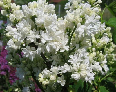 Сирень обыкновенная "Мадам Лемуан" (штамбовая форма)