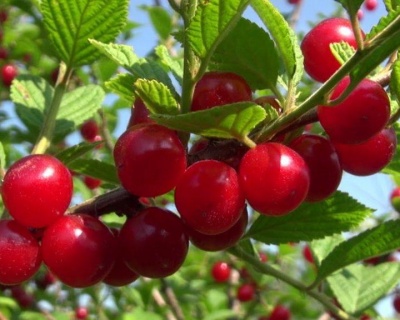 Вишня войлочная "Царевна"