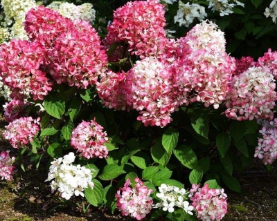 Гортензия метельчатая "Пинк Даймонд" (Pink Diamond)