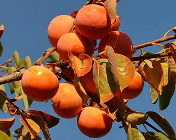 Хурма "Виргинская крупноплодная"