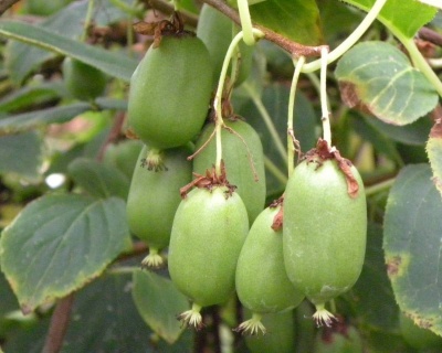 Актинидия Аргута "Джамбо" (двудомная)