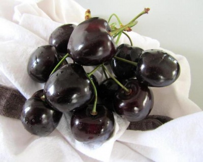 Вишня "Шоколадница"