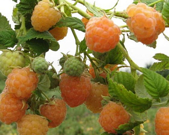 Малина "Золотые купола"