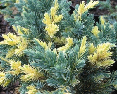 Можжевельник чешуйчатый "Голден Флейм"