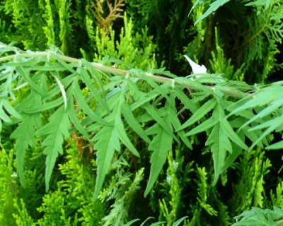 Сумах уксусный "Диссекта"