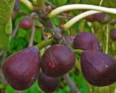 Инжир "Финиковый"