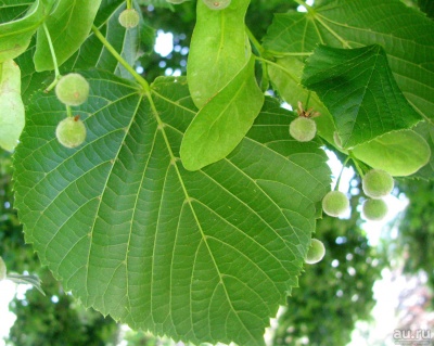 Липа крупнолистная