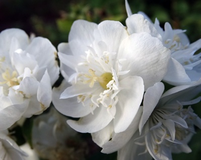 Чубушник "Жемчуг"